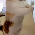 他の犬がママとイチ…