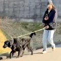 大型犬の散歩中、パ…
