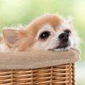 犬が『安心している…
