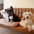 犬と相性がいい『ペ…
