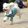 犬の服を手作りする…