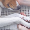 犬の持病てんかんが…