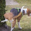 犬が飼い主にオシッ…