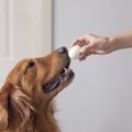 犬にうずらの卵を与…