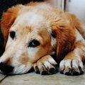 やりすぎ…？愛犬が嫌…
