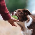 犬がおもちゃを離さ…