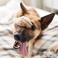 絶対渡さない！犬が…