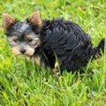 犬がウンチをすると…
