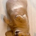 散歩にどうしても行…