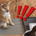 わんぱく柴子犬が『…