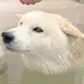 犬がお風呂に入浴中…