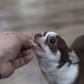 犬に与えてはいけな…