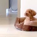 仕事中、ふと『犬の…