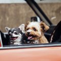 楽しい～！犬が飼い…