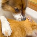 犬が『猫の頭をカミ…