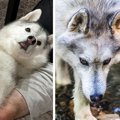 本当に同じ犬？2枚の…