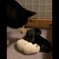夢を見て“ぶっとぶ”…
