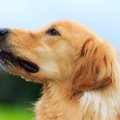 自己破産したら、犬…