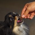 ドックフード切り替…
