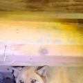『犬はどうでもいい…