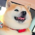 ペットホテルで疲れ…