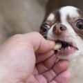 犬にも漢方は使える…