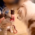 実家の猫が『初めて…