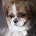 犬を過度に疲れさせ…