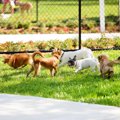 愛犬と『ドッグラン…