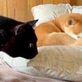 甘え下手な猫が『犬…
