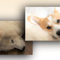 お姉ちゃんモフモフ…