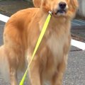 大型犬と朝の散歩へ→…