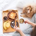 犬がメープルシロッ…