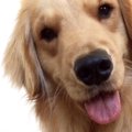 犬が覚えられる言葉…