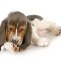 犬が『前足を舐めて…
