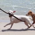 犬に冷房を使う理由…