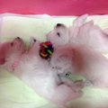 愛犬の出産に偶然立…