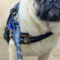 AIに『犬を人間化し…
