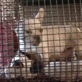 子犬工場を検挙！警…