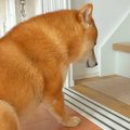 犬に『ロフトの整理…