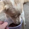 【野良犬支援】はじ…