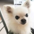 【Laylaの個別リーデ…