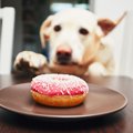 なんでダメ？犬がチ…
