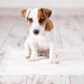 犬がトイレ中にみせ…