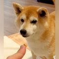 おやつで『マテ』す…