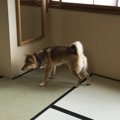 愛犬と泊まれるホテ…