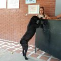 ホームレス犬が、自…