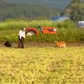 『犬を飼うことに反…