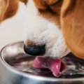実は『犬に与えては…