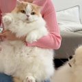 猫のお手入れ中に寄…